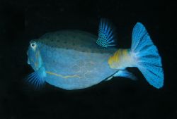 Blue Box fish shot @ Julian Rocks, Byron Bay with Nikon D... by John Natoli 
